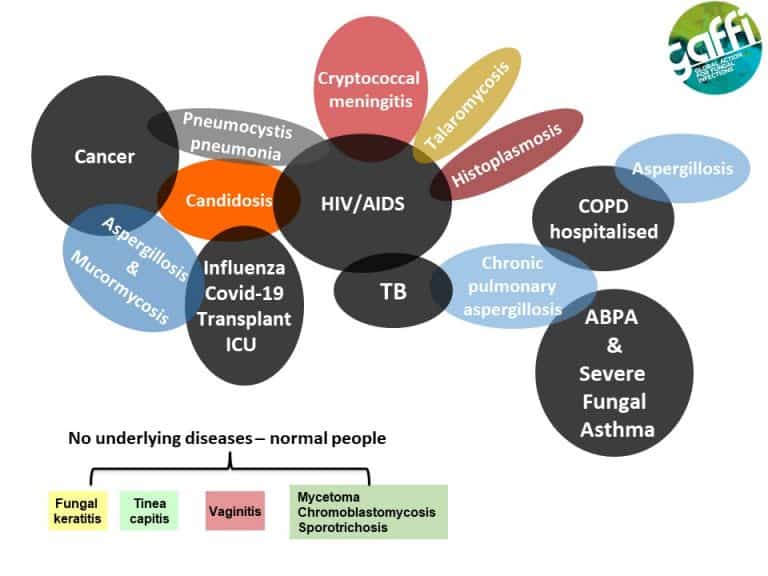 Fungal Disease Frequency | Gaffi - Global Action For Fungal Infections