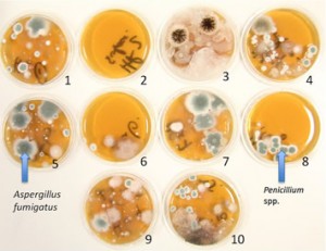 Environmental fungal samples taken in a UK school